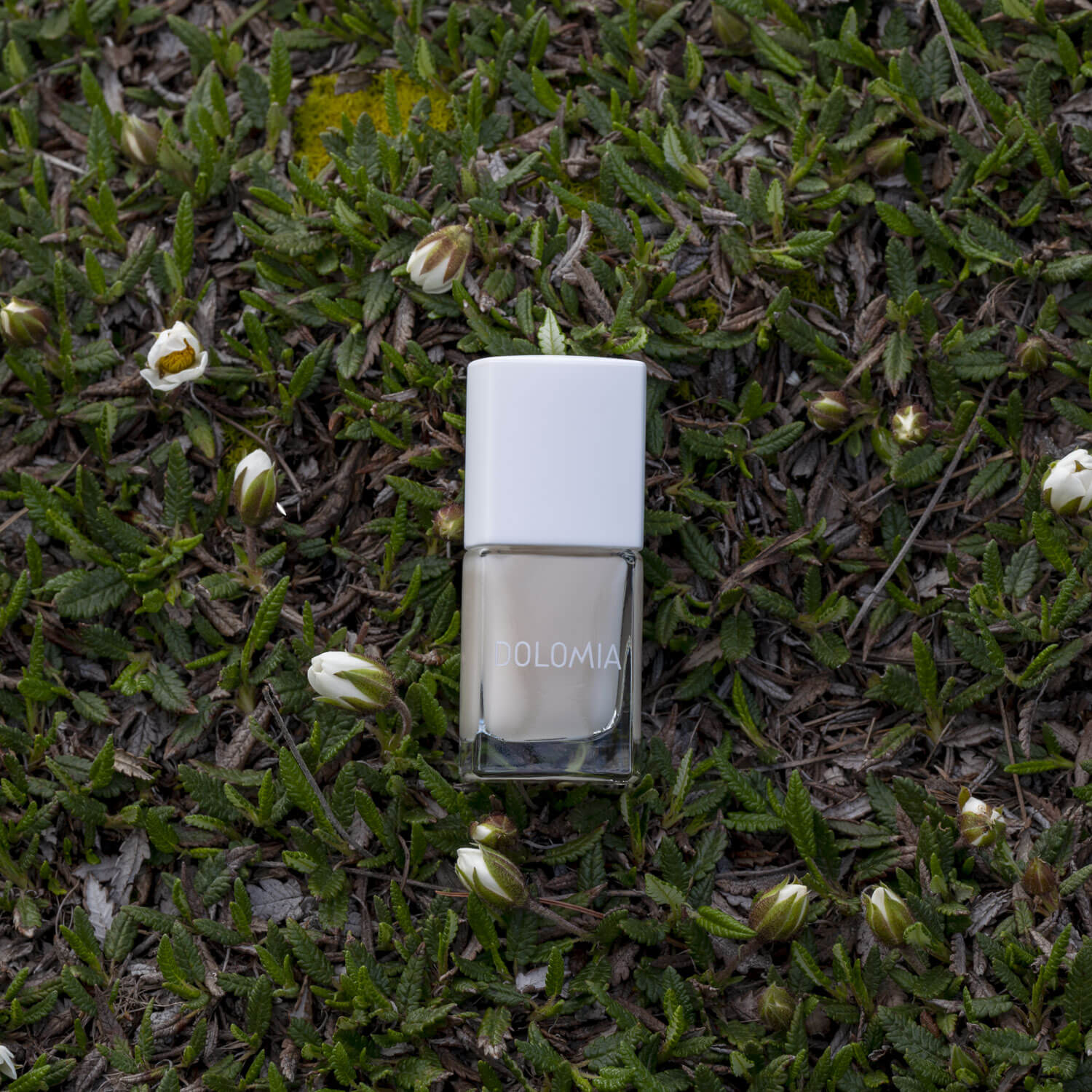 Eine Flasche Stärkende Nagellackbasis mit weißer Kappe ruht auf grünem Moos, umgeben von kleinen weißen Blütenknospen - ideal für brüchige Nägel und als stärkende Nagellackbasis.