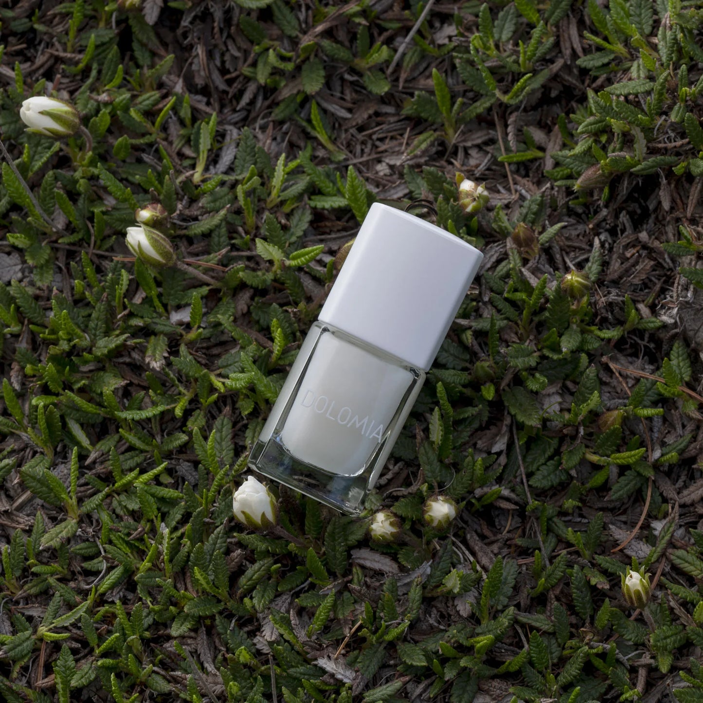 Eine Glasflasche Stärkende Nagellackbasis mit weißem Verschluss ruht auf grünen Blättern zwischen kleinen weißen Knospen - ideal für brüchige Nägel.