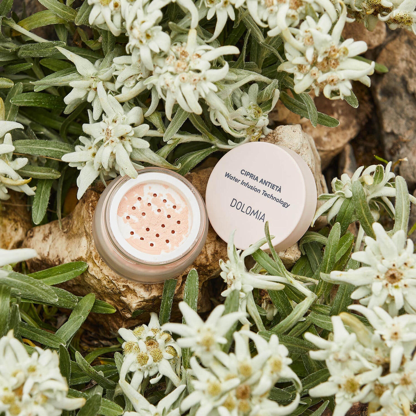 Ein geöffneter Tiegel mit Anti-Aging Puder steht auf felsigem Boden inmitten von blühenden weißen Edelweißblüten und grünen Blättern. Der Deckel daneben hebt den Edelweiß-Extrakt hervor, der für einen makellosen Teint sorgt.
