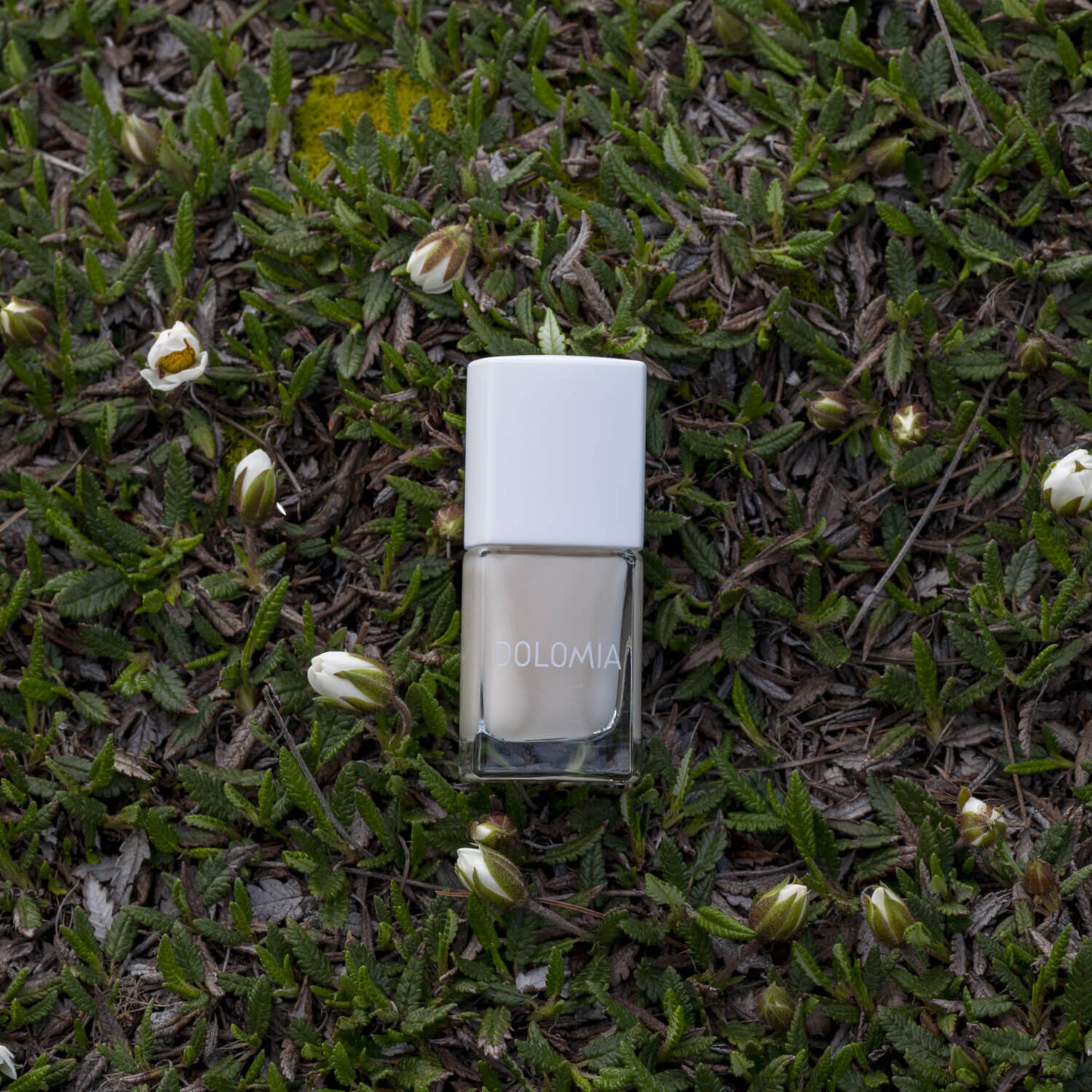 Eine Flasche Stärkende Nagellackbasis mit weißer Kappe ruht auf grünem Moos, umgeben von kleinen weißen Blütenknospen - ideal für brüchige Nägel und als stärkende Nagellackbasis.