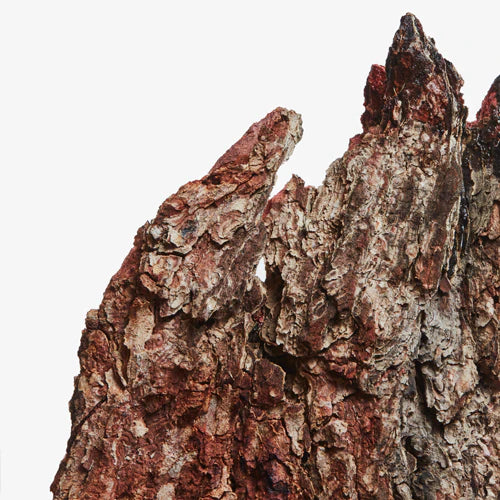 Nahaufnahme von gezackter, strukturierter Baumrinde in Braun- und Rottönen vor weißem Hintergrund, die an die natürliche Essenz von Hair Detox - Feuchtigkeitsshampoo erinnert.