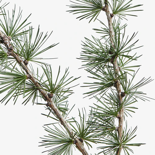 Zwei dünne Tannenzweige mit Büscheln langer, schlanker grüner Nadeln und kleinen braunen Zapfen erinnern an die natürliche Feuchtigkeit, die das Hair Detox - Sprüh-Spülung Conditioner Spray vor einem schlichten weißen Hintergrund spendet.