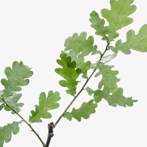 Eine Nahaufnahme eines Eichenbaumzweigs mit grünen, gelappten Blättern vor weißem Hintergrund, die die natürliche Detox-Wirkung in Hair Detox - Repair-Shampoo für geschädigtes Haar widerspiegeln.