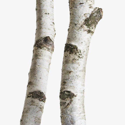 Zwei Birkenstämme mit weißer Rinde und dunklen, rauen Stellen stehen senkrecht vor einem schlichten weißen Hintergrund und erinnern an die Reinheit und Stärke von Hair Detox - Feuchtigkeitsshampoo für dünnes Haar.