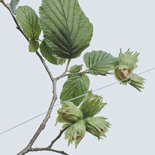 Ein Haselzweig mit grünen Blättern und Haselnüssen in gezackten Schalen vor einem blassen Hintergrund - die Inspiration der Natur für jede Hair Detox - Sprüh-Spülung.
